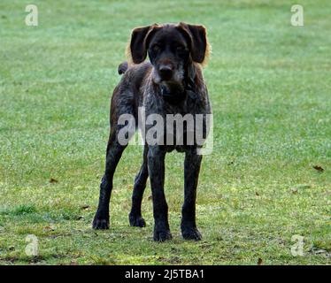 German Wirehaired Pointer.  Dog looks watchful. Intruder alert. Stock Photo