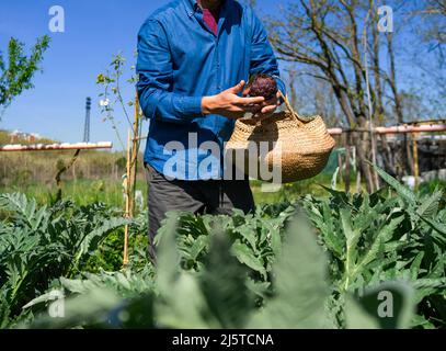 young men picks up a vegetable in his vegetable garden in the city Stock Photo