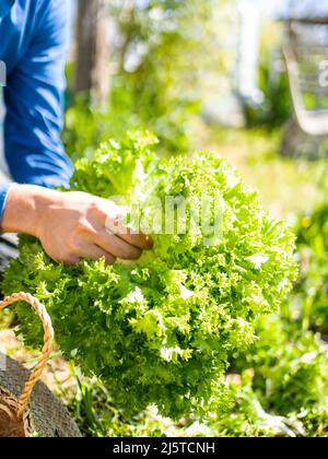 young men picks up a vegetable in his urban vegetable garden Stock Photo