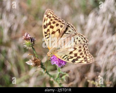 Silver-washed Fritillary (Argynnis paphia) on a flower thistle in the Special Nature Reserve Deliblato Sands. Stock Photo