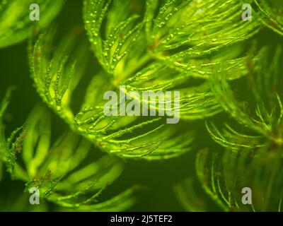 selective focus of Hornwort plant (Ceratophyllum demersum) on a fish tank - macro close up Stock Photo