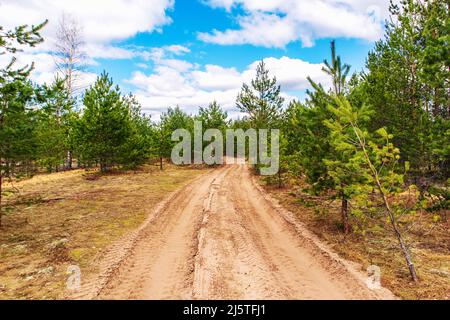 Road in the forest. Forest landscape with pine trees and clouds. Stock Photo