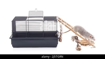 Cute bicolor rat with a cage on dark background Stock Photo - Alamy