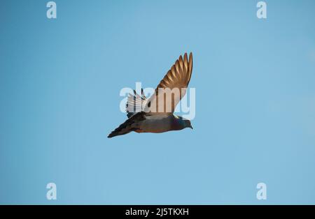 Pigeon in flight Stock Photo