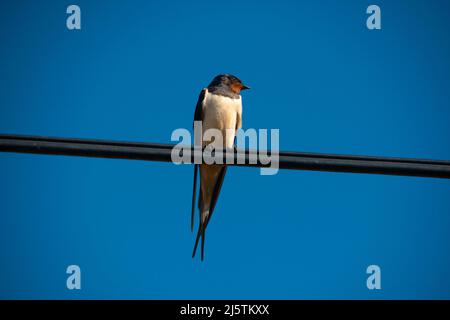 Swallow sitting on telephone wire Stock Photo