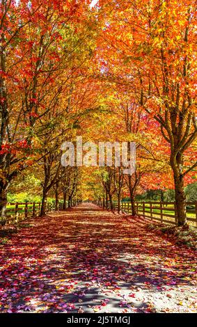 Tree-Lined Driveway During Fall Season Stock Photo