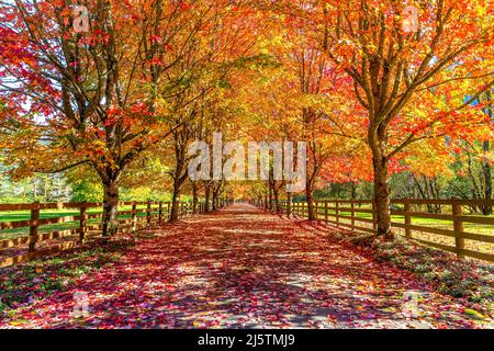 Tree-Lined Driveway During Fall Season Stock Photo