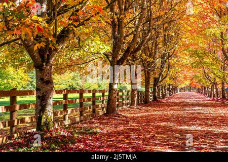 Tree-Lined Driveway During Fall Season Stock Photo