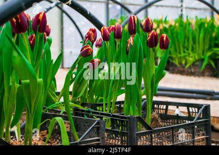 Burgundy tulips in seedling boxes. Growing flowers in greenhouse. Gardening concept.