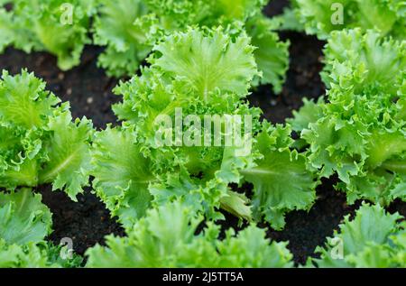 Closeup of leaves Frillice Ice Berg Lettuce  with strong detailed texture on soil background Stock Photo