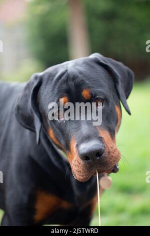 Head shot of Rottweiler cross Stock Photo