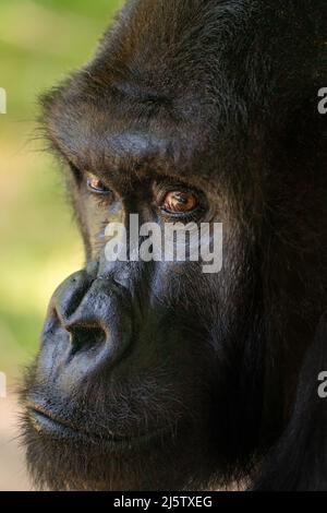 Closeup on Silver back Gorilla Stock Photo