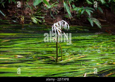 Crinum thaianum (Thai onion plant, Water onion, Onion plant) is an endangered species of flowering plant of the family amaryllidaceae, endemic to the Stock Photo