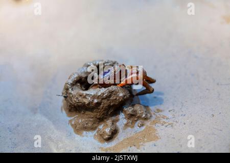 The Mangrove Ecosystem. Colorful Fiddler Crabs emerging from its burrow and walking on mudflats during low tide in mangrove forest, Southern Thailand. Stock Photo