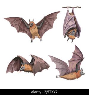 Set of cute fruit bats or flying fox in various positions isolated on white background. Hand drawn art in watercolor realistic style.  Stock Vector