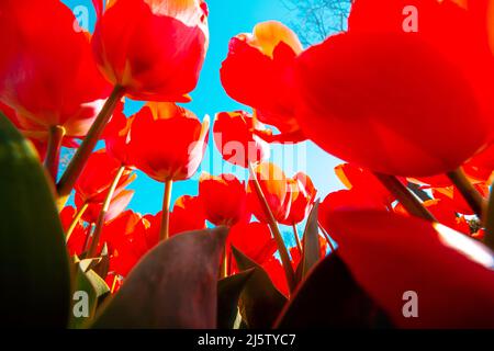 Spring flowers background photo. Low angle view of red tulips. Selective focus. Stock Photo