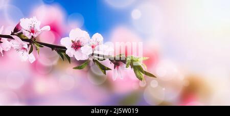 Beautiful blossoming branches on blurred background with defocused lights. Hello spring Stock Photo