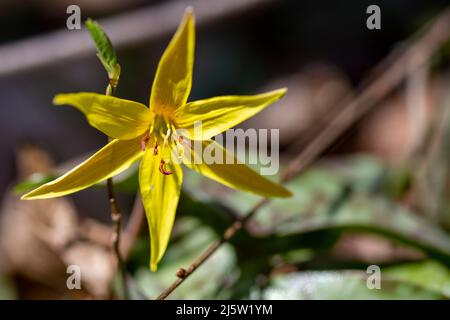 Yellow Trout-lily opens wide on a warm, sunny spring day in Connecticut. Stock Photo