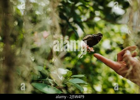 Adult man reaches finger towards butterfly sitting on branch Stock Photo