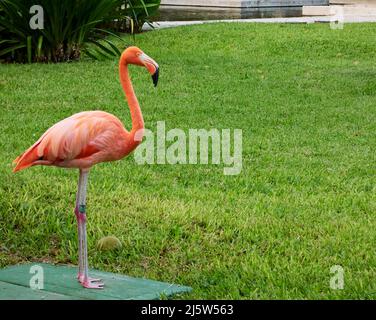 beautiful pink flamingo captured in a natural environment Stock Photo