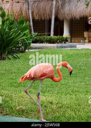 beautiful pink flamingo captured in a natural environment Stock Photo