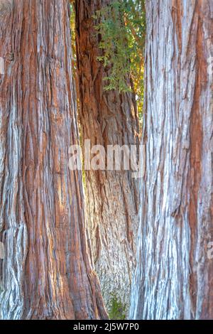 Large trunks of trees in Japanese Friendship Garden at San Jose, California Stock Photo