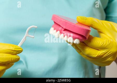 Dentist with floss toothpick and layout of the human jaw Stock Photo ...