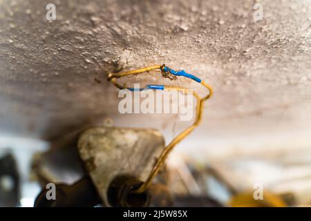 Old wires from an old ceiling lamp wrapped in blue electrical tape covered with spider webs enter the clay white ceiling Stock Photo