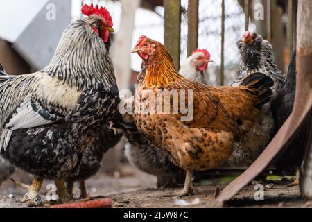 A beautiful brown hen looks at a pockmarked rooster, against the background of eavesdropping chickens. Gossip Stock Photo