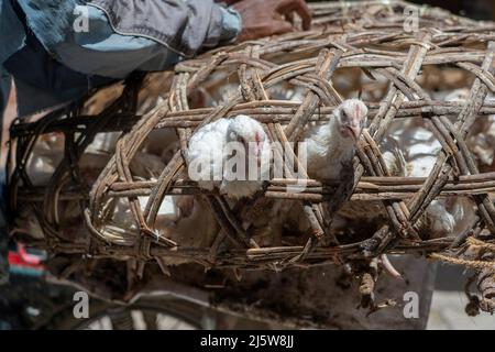 White hens in a straw cage are sold at the food market in Stone Town on the island of Zanzibar island, Tanzania, east Africa, close up Stock Photo