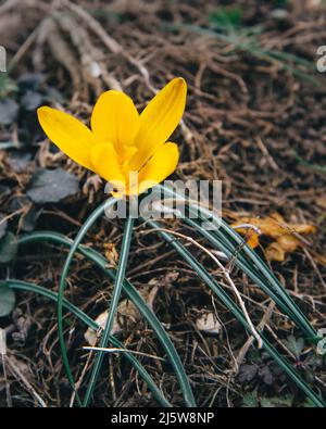 Yellow Crocus susianus flower in spring Stock Photo