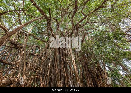 Old ancient Banyan tree with long roots that start at the top of the branches to the ground. Goa, India Stock Photo