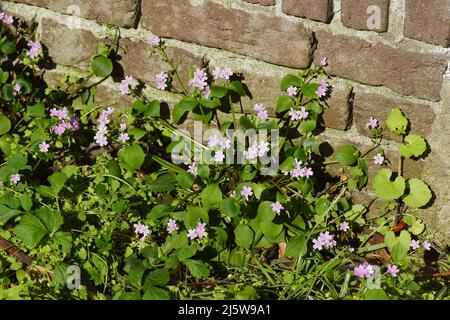 Close up Pink purslane, candy flower, Siberian spring beauty or Siberian miner's lettuce (Claytonia sibirica). Family Montiaceae.front of a wall i Stock Photo