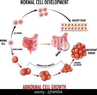 Diagram showing normal cell development illustration Stock Vector Image ...