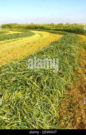 Cropped wheat Stock Photo
