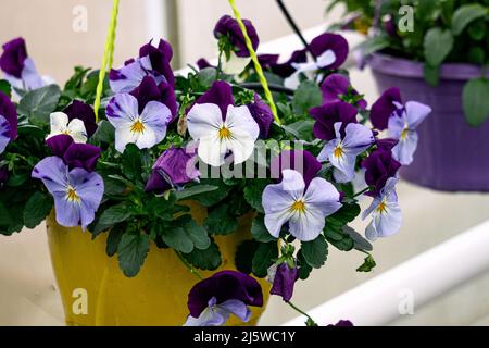 Flower pot with blue pansies in a greenhouse Stock Photo