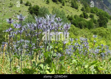Alpine Sea Holly in french alps with insects Stock Photo
