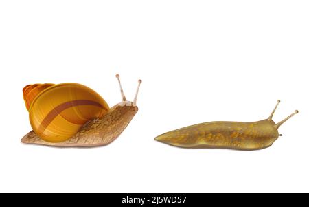 Creeping Burgundy or Roman snail and red slug 3d realistic vector icons ...