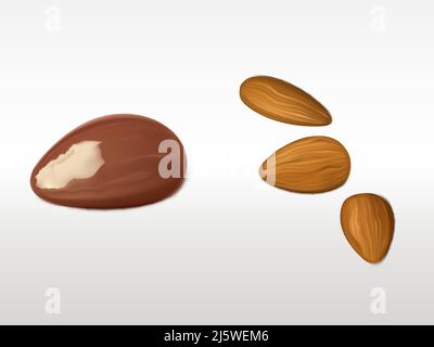 Almonds and brazilian nut set isolated on white background. Unpeeled fresh products for healthy vegetarian nutrition. Highly detailed elements for adv Stock Vector