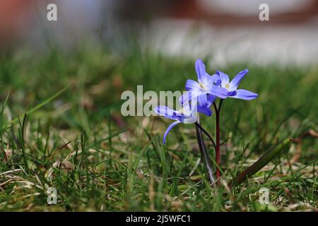 close-up of three pretty blue ordinary star hyacinths in a lawn Stock Photo