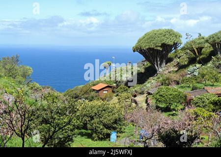 Las tricias trail and its beautiful dragon trees in the town of Garafia in the north of the island of La Palma, Canary Islands Stock Photo