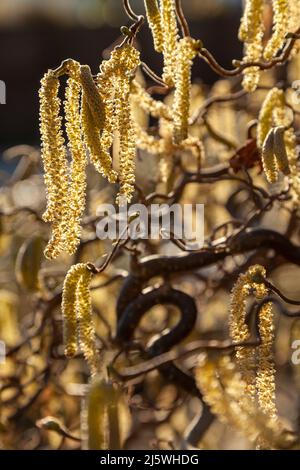 Corkscrew hazel in spring with Catkins Stock Photo