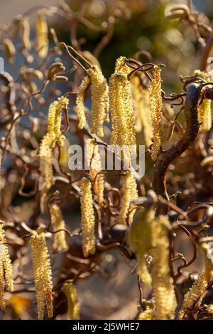 Corkscrew hazel in spring with Catkins Stock Photo