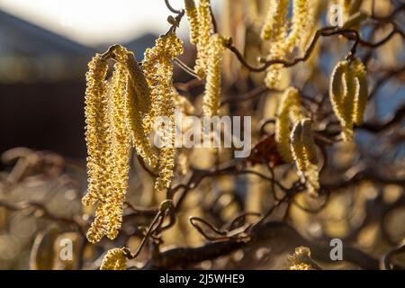 Corkscrew hazel in spring with Catkins Stock Photo