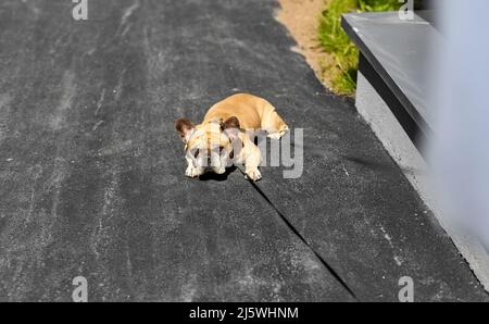 french bulldog dog on leash walking in city Stock Photo