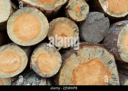 Cut tree trunks on a pile, wood texture Stock Photo