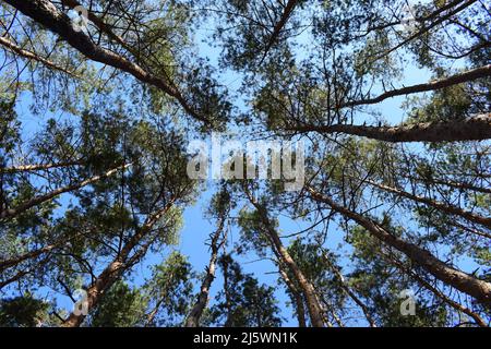 Looking Up In Beautiful Pine Deciduous Forest Trees Woods Canopy. Bottom View Wide Angle Background. Greenwood Forest. Look up into the treetops. Bott Stock Photo