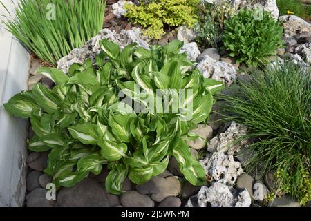 Hosta Growing in a Shade Garden. White hosta Mediovariegata in composition with bergenia leaves and large stones. Young Hosta plants in garden in spri Stock Photo