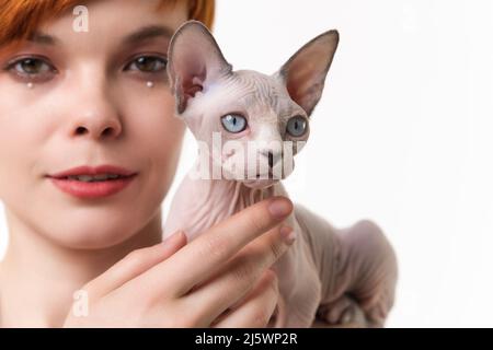 Close-up view on Sphynx Hairless Cat blue mink and white in young woman's hands. Studio shot on white background. Selective focus on foreground Stock Photo