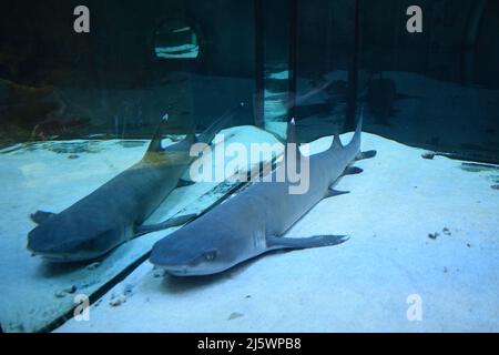 The reef shark (Triaenodon obesus) is the only species of reef sharks from the family of gray sharks of the order of carharinaceous. They live in the Stock Photo